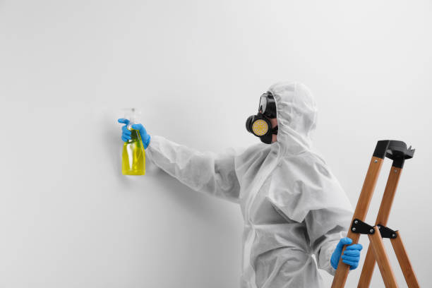 Trusted Kingston, NY Mold Removal & Remediation Experts